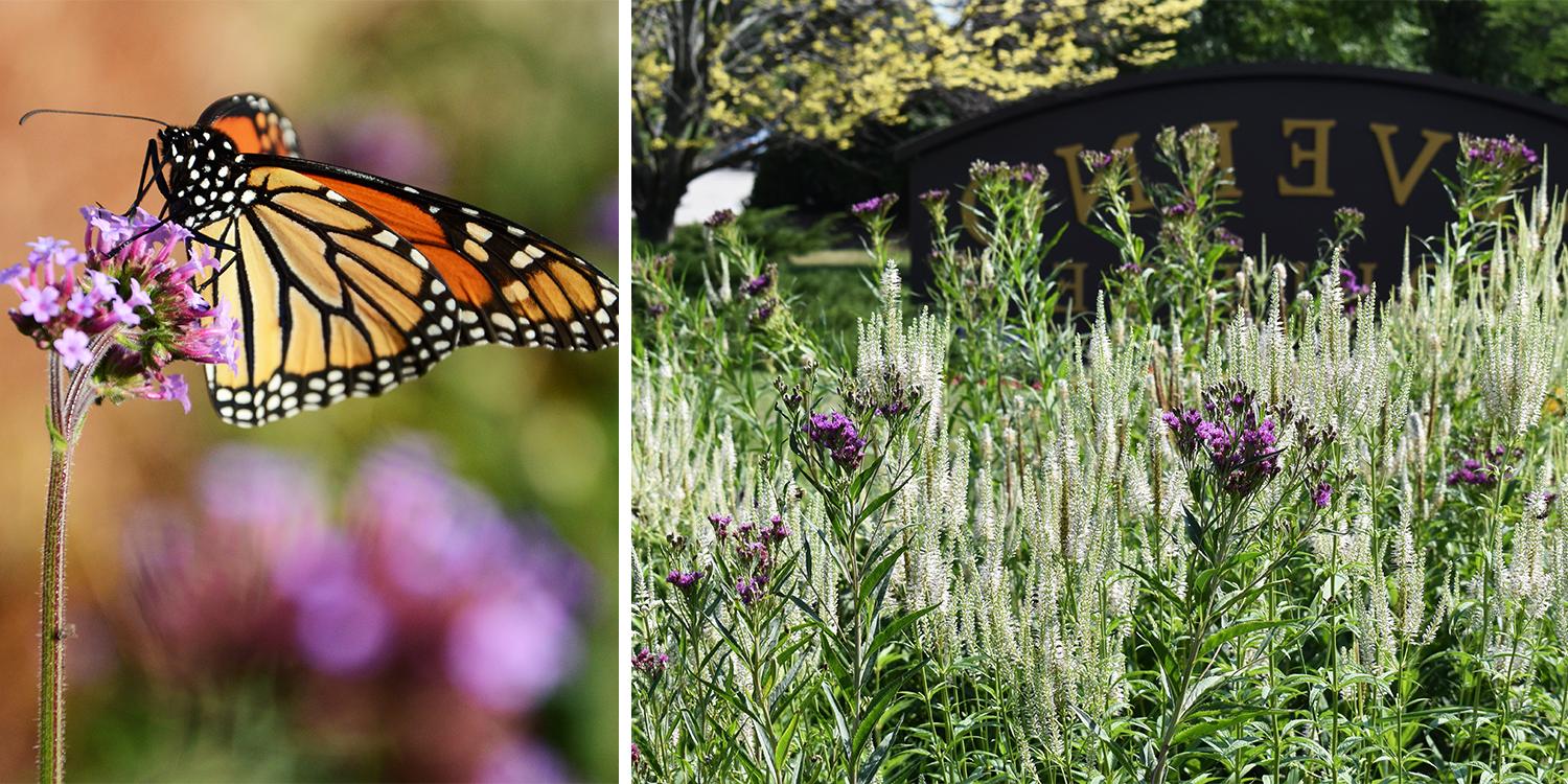 Pollinator-Friendly Campus